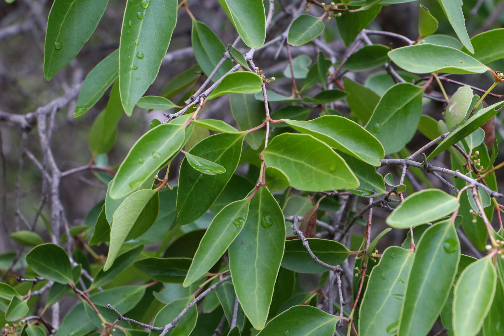 Image of Cassine peragua subsp. affinis (Sond.) R. H. Archer