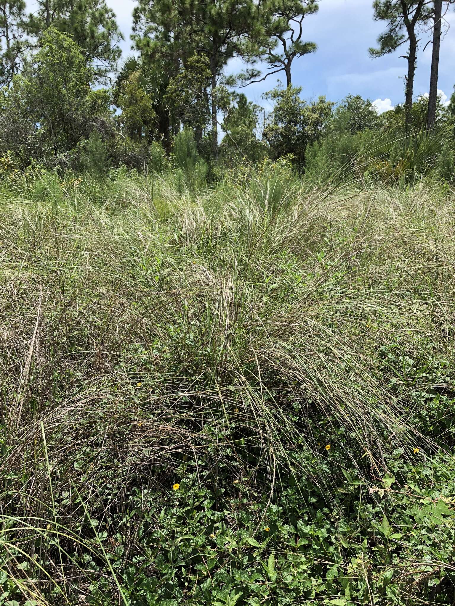 Image of Bunch Cord Grass