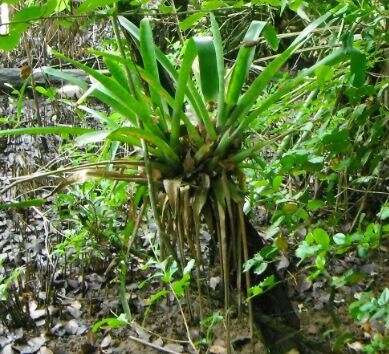 Aechmea lingulata (L.) Baker的圖片