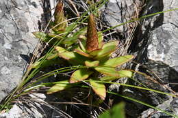 Image of Orostachys maximowiczii V. V. Byalt