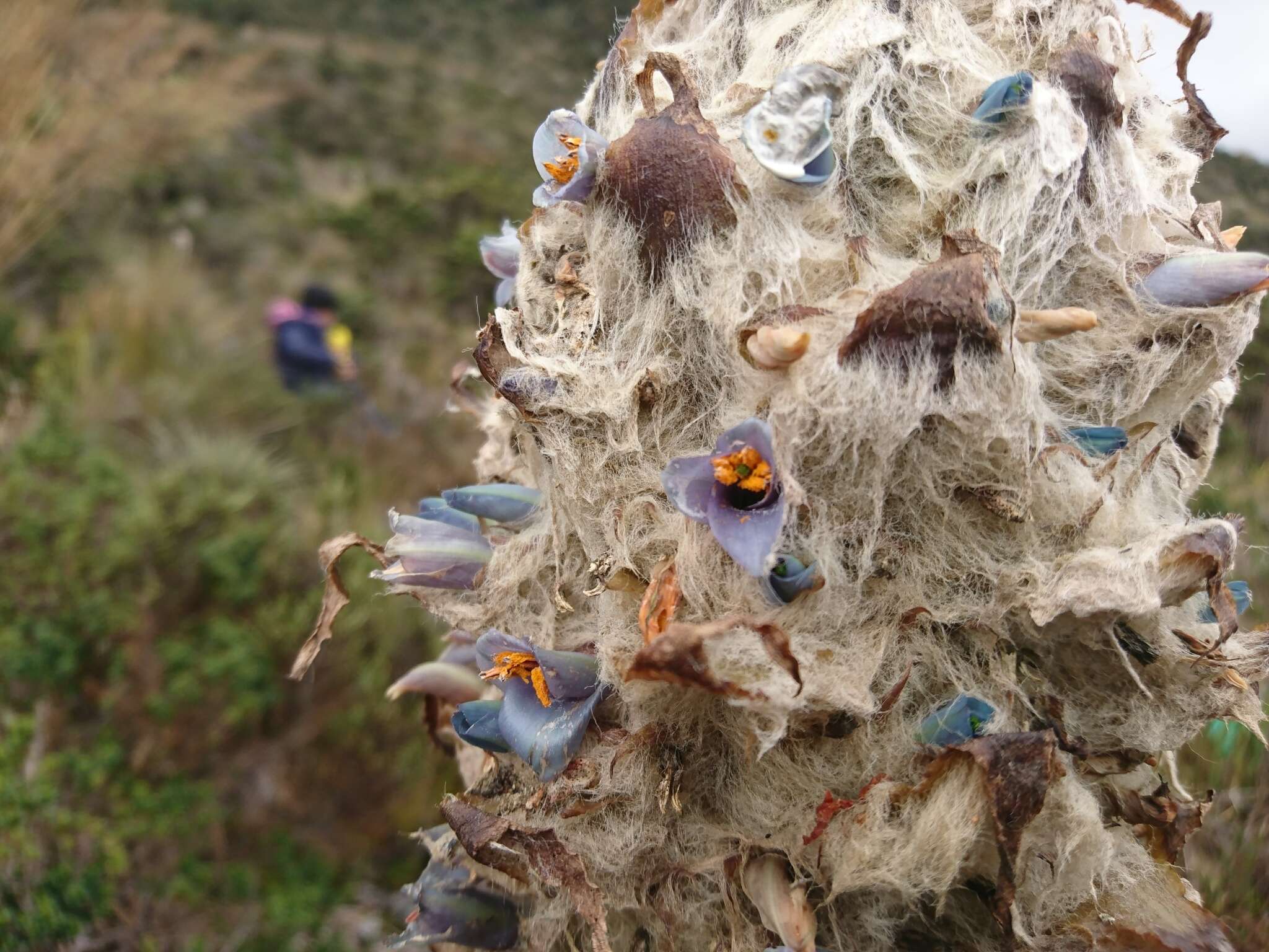 Image of Puya clava-herculis Mez & Sodiro