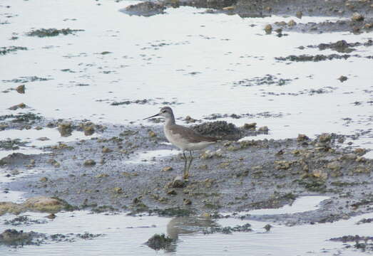 Image of Wilson's Phalarope