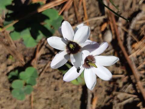 Image of Ixia versicolor G. J. Lewis