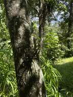 Image of Fairy bentspur orchid