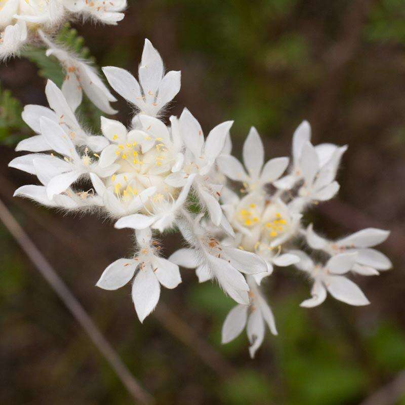 Image of Lachnaea eriocephala L.