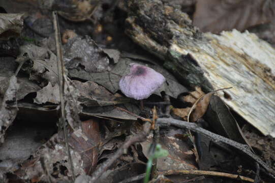 Image of Gymnopus iocephalus (Berk. & M. A. Curtis) Halling 1997