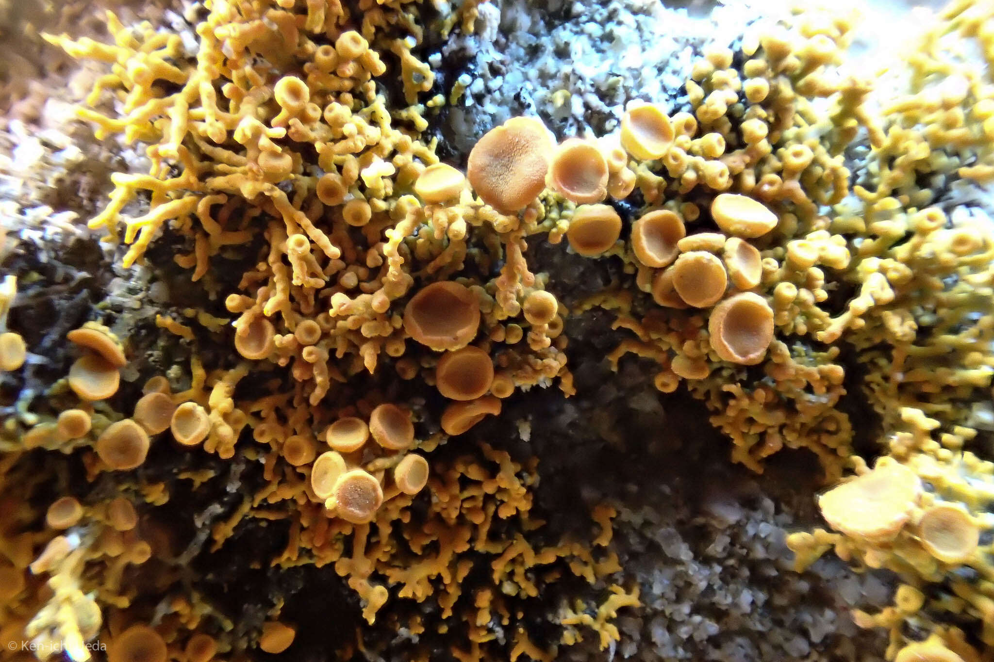 Image of coral orange lichen