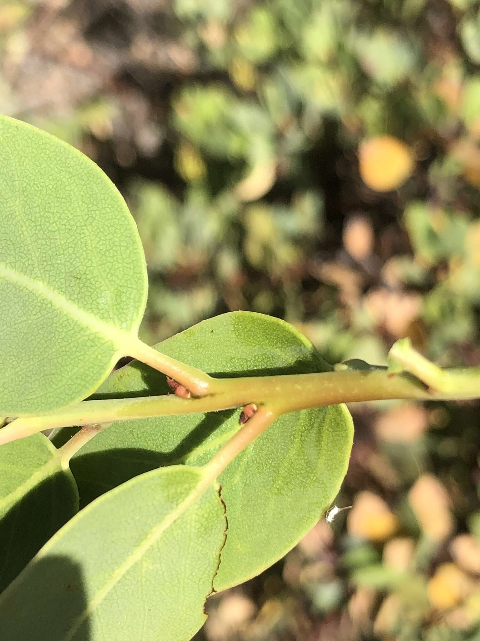 Слика од Arctostaphylos rainbowensis J. E. Keeley & A. Massihi