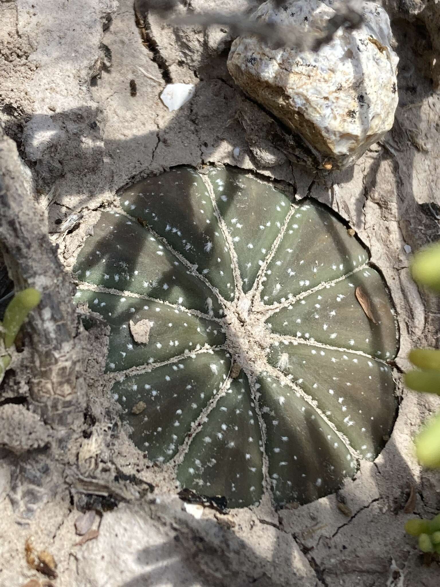 Image of Sand Dollar Cactus