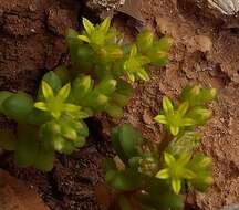 Imagem de Sedum litoreum Guss.