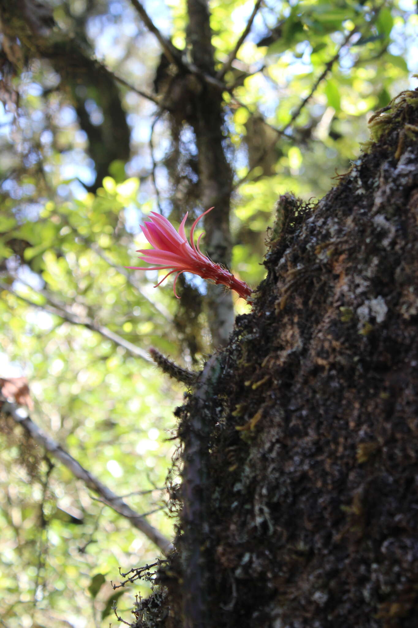 Imagem de Disocactus martianus (Zucc.) Barthlott