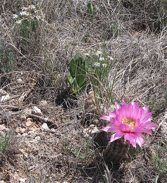 Image of Echinocereus reichenbachii var. perbellus (Britton & Rose) L. D. Benson