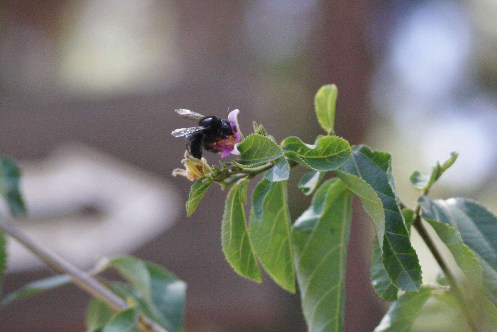 Image of Xylocopa tabaniformis orpifex Smith 1874