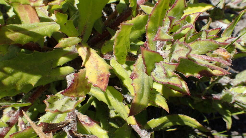 Image of Osteospermum ilicifolium L.