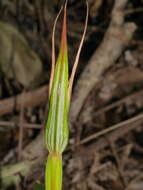 Image of Pterostylis cardiostigma D. Cooper