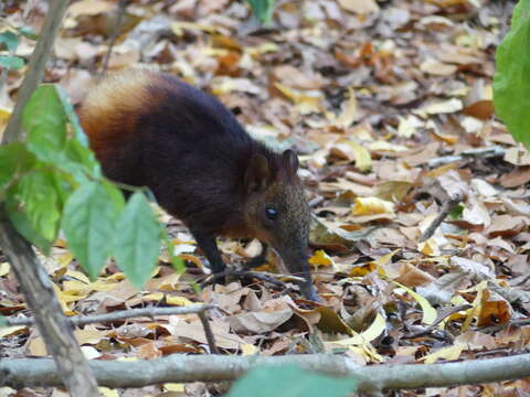 Image of Golden-rumped Elephant Shrew