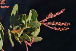 Image of Arctostaphylos peninsularis subsp. juarezensis J. E. Keeley