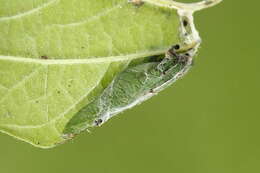 Image of Acleris schalleriana Linnaeus 1761