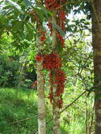 Image de Baccaurea angulata Merr.