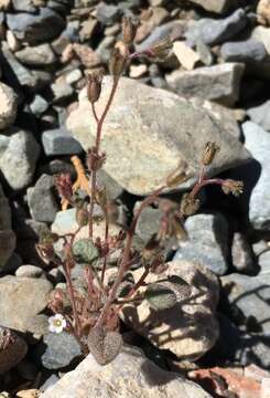 Phacelia barnebyana Howell的圖片