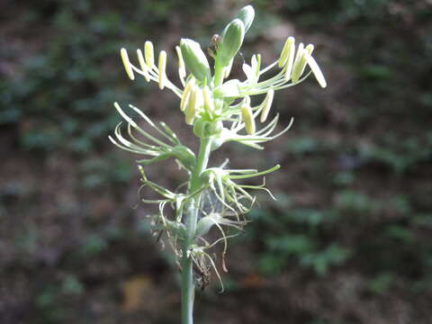 Agave littoralis (García-Mend., A. Castañeda & S. Franco) Thiede & Eggli resmi