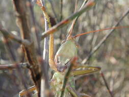 Image de Metaballus sagaeformis Herman 1874