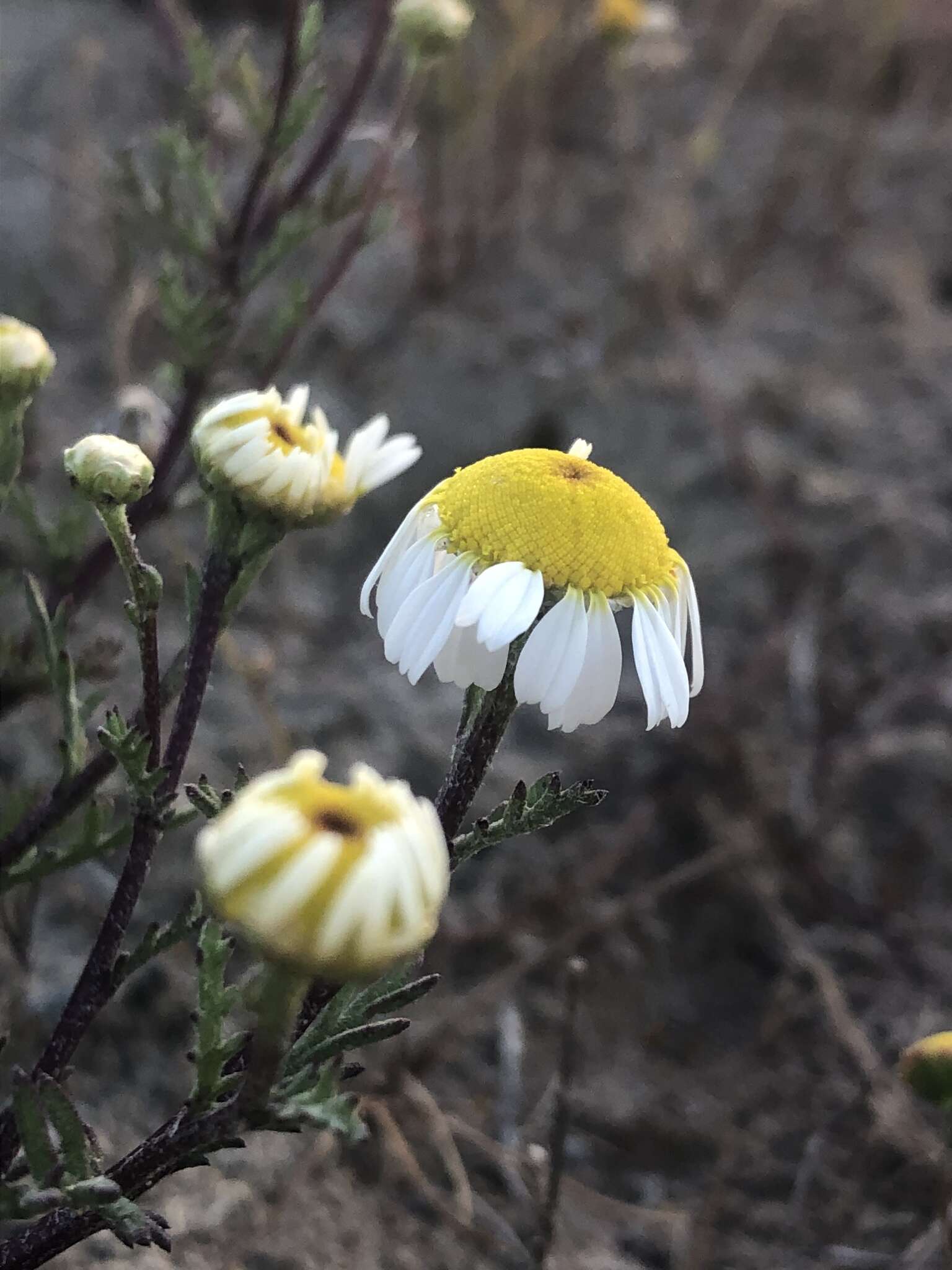 Image of Oncosiphon africanum (Berg.) M. Källersjö