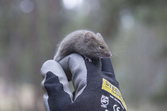 Image of Olive Grass Mouse