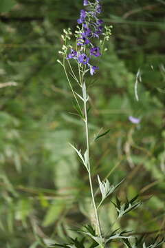 Delphinium cuneatum Stev. ex DC.的圖片