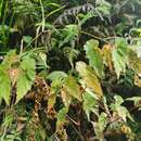 Image of Begonia malindangensis Merr.