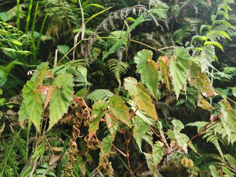 Image of Begonia malindangensis Merr.