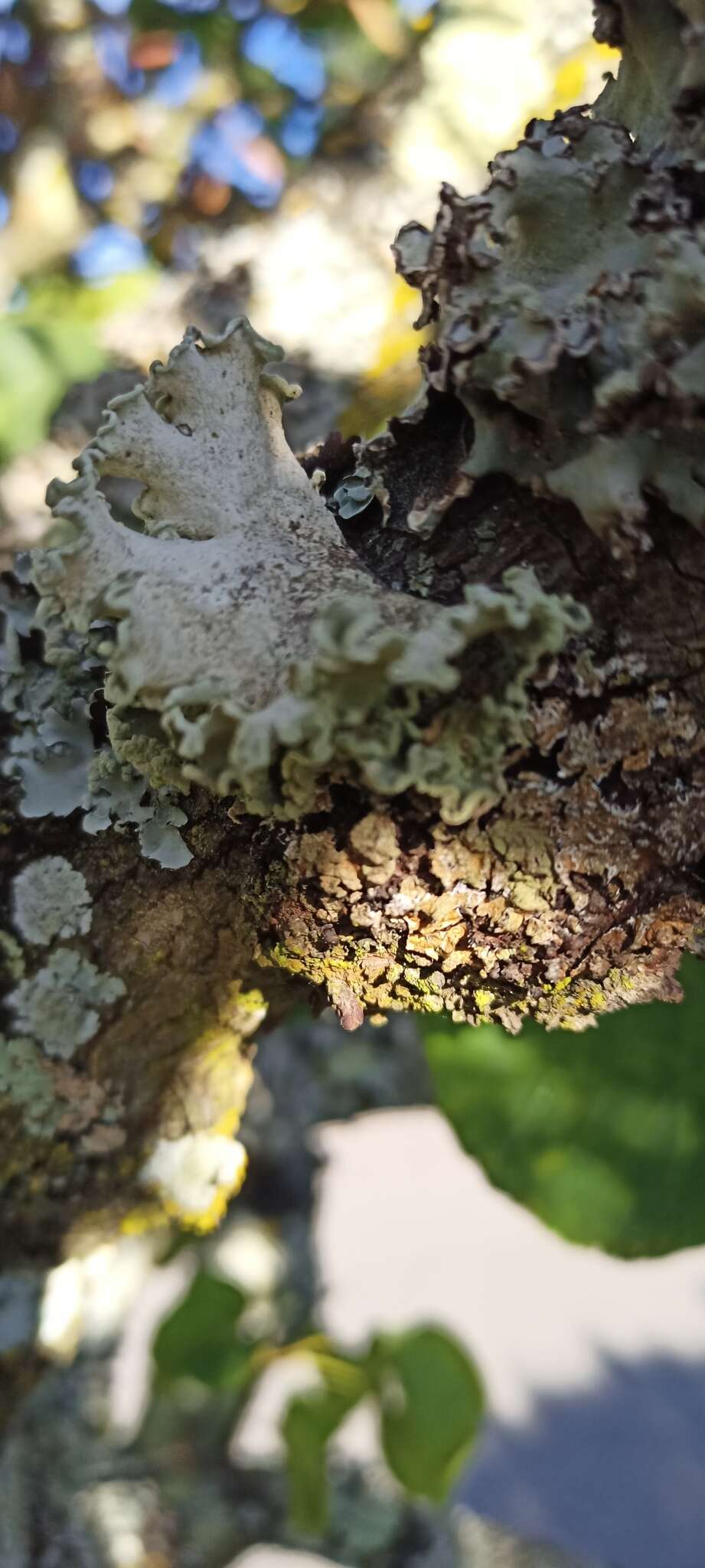 Image of parmotrema lichen