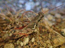 Image of Melanoplus washingtonius (Bruner & L. 1885)