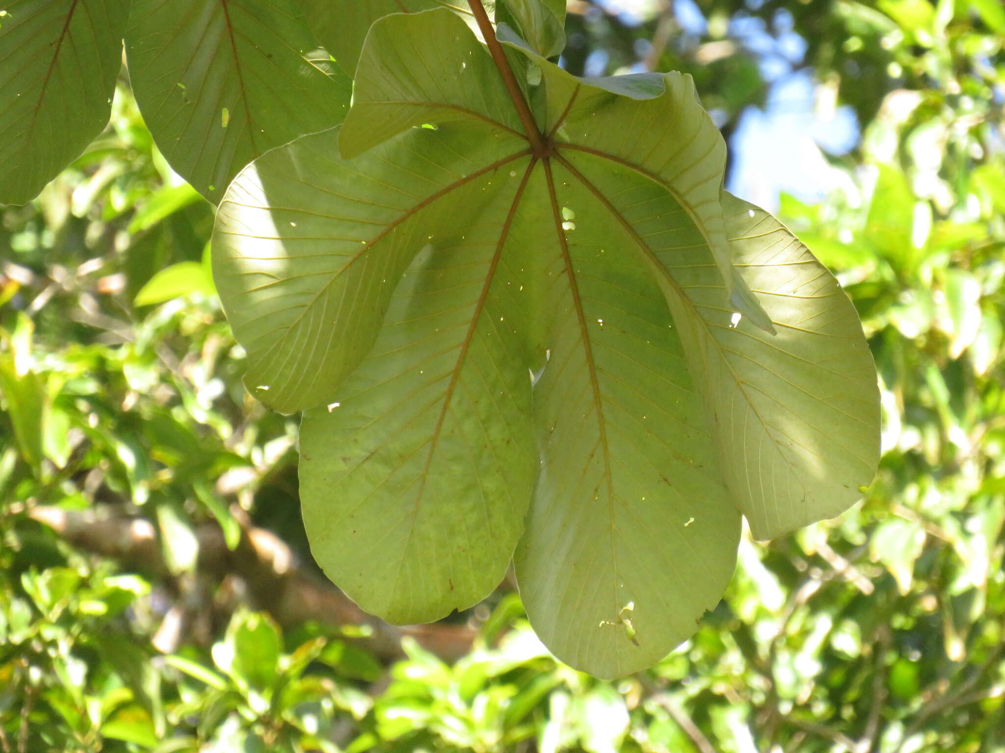 Слика од Cecropia palmata Willd.