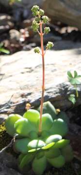 Image of Crassula orbicularis L.