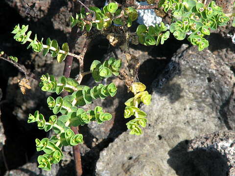 Imagem de Euphorbia amplexicaulis Hook. fil.