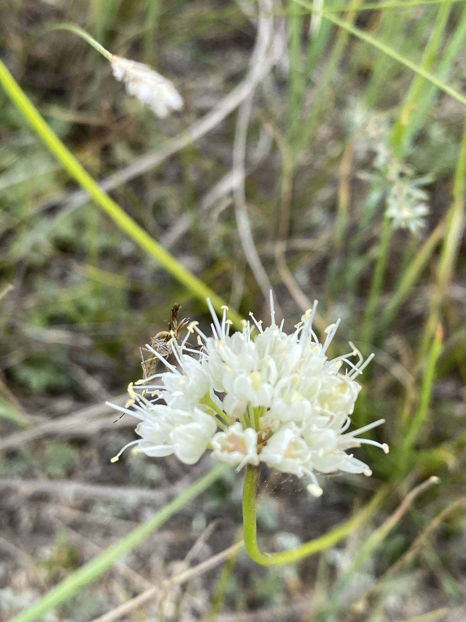 Image of Allium stellerianum Willd.