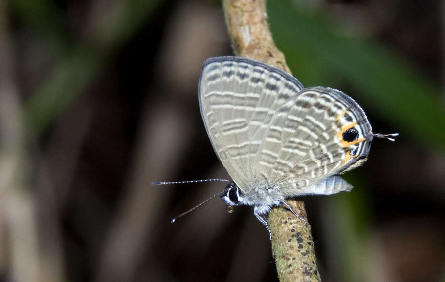 Image of Nacaduba calauria (C. Felder 1860)