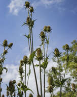 Image of cutleaf teasel