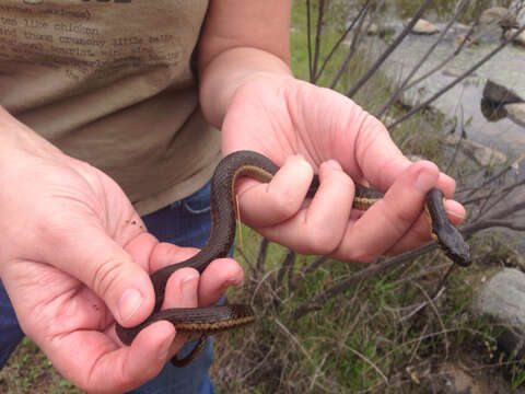 Image of Two-striped Garter Snake