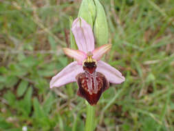 صورة Ophrys sphegodes subsp. aveyronensis J. J. Wood