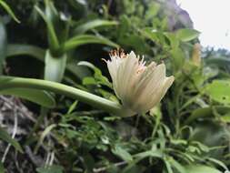 Image of Haemanthus albiflos Jacq.