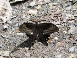 Image of Papilio iswaroides Fruhstorfer 1898