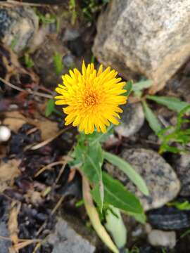 Plancia ëd Sonchus arvensis subsp. humilis (N. I. Orlova) N. N. Tzvel.