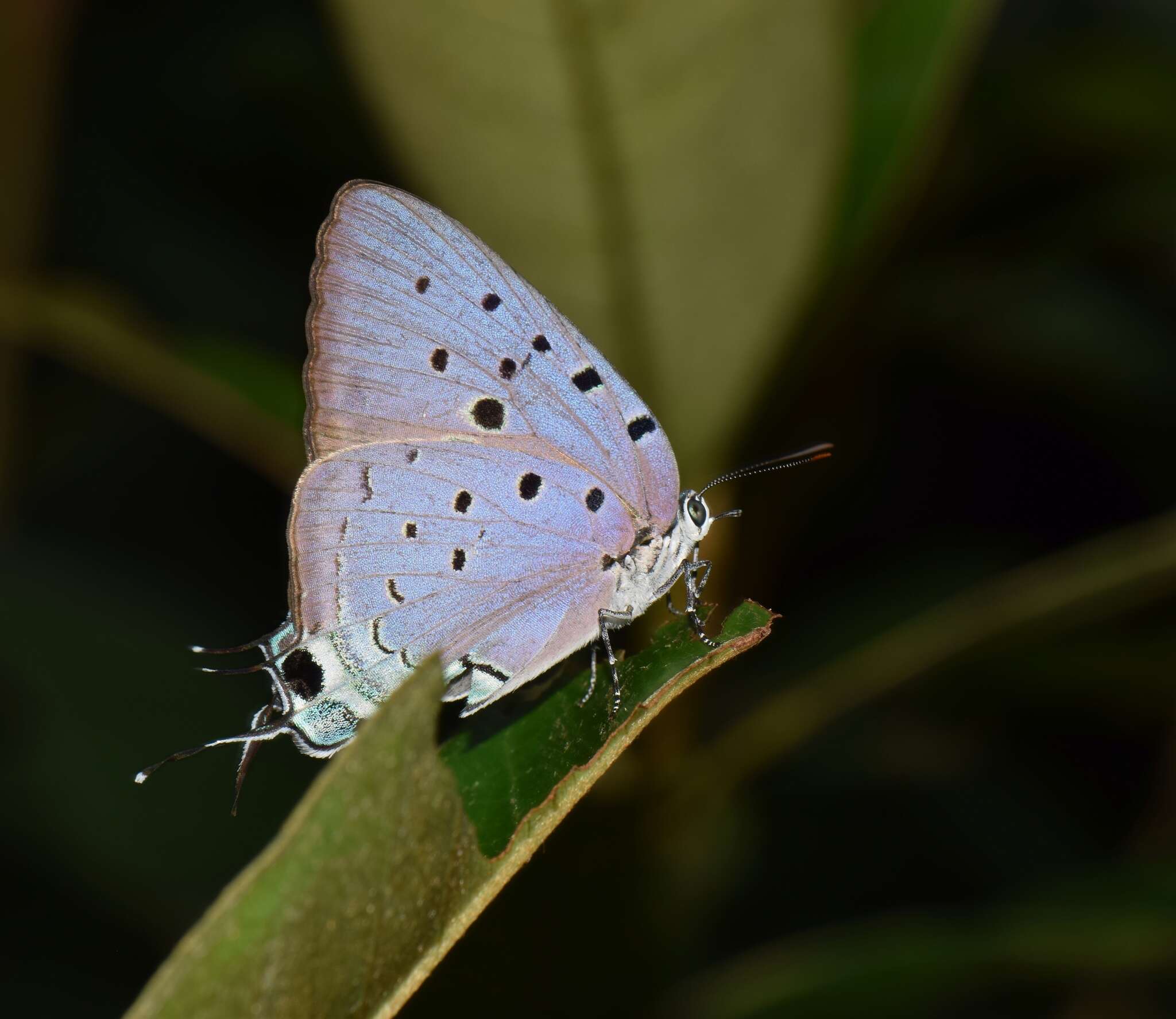 Image of Pseudolycaena marsyas (Linnaeus 1758)