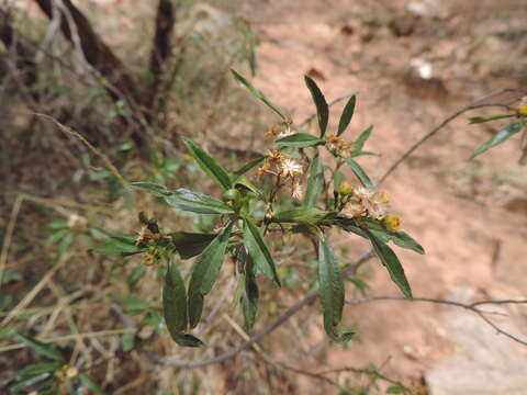 Image of Psiadia punctulata (DC.) Oliv. & Hiern ex Vatke