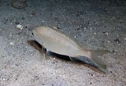 Image of Butterfish