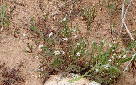 Imagem de Trachymene ornata (Endl.) Druce