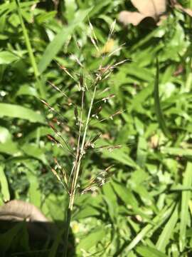 Image of golden false beardgrass