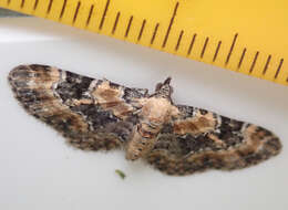 Слика од Eupithecia pulchellata Stephens 1831